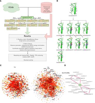 Large-scale template-based structural modeling of T-cell receptors with known antigen specificity reveals complementarity features